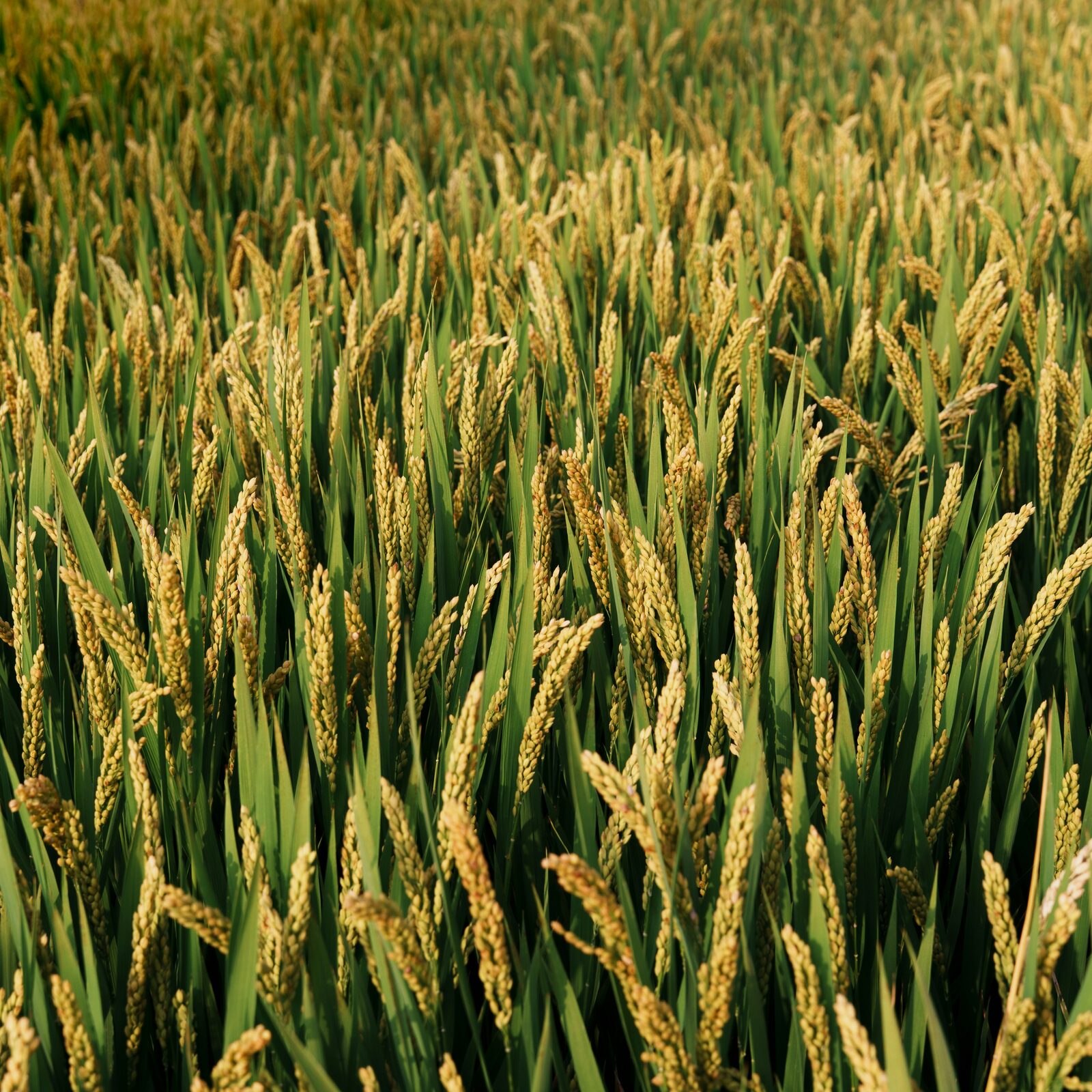 Campo de arroz en fase de maduración
